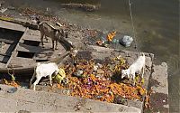 Trek.Today search results: Pollution of the Ganges, Ganges river, India