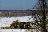 Trek.Today search results: Chernobyl in winter, Pripyat, Kiev Oblast, Ukraine