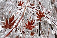 Trek.Today search results: 2013 Central and Eastern Canada ice storm, Toronto, Ontario, Canada