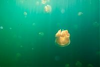 Trek.Today search results: Jellyfish Lake, Eil Malk island, Palau, Pacific Ocean