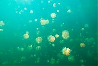 Trek.Today search results: Jellyfish Lake, Eil Malk island, Palau, Pacific Ocean