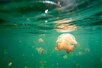 Jellyfish Lake, Eil Malk island, Palau, Pacific Ocean