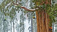 World & Travel: President tree, Giant Forest, Sequoia National Park, Visalia, California, United States