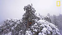 President tree, Giant Forest, Sequoia National Park, Visalia, California, United States