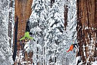 President tree, Giant Forest, Sequoia National Park, Visalia, California, United States