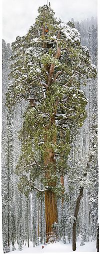 President tree, Giant Forest, Sequoia National Park, Visalia, California, United States