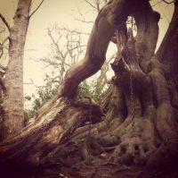 World & Travel: Chained Oak, Alton village, Staffordshire, England, United Kingdom