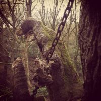 World & Travel: Chained Oak, Alton village, Staffordshire, England, United Kingdom