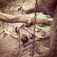 Chained Oak, Alton village, Staffordshire, England, United Kingdom