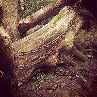 World & Travel: Chained Oak, Alton village, Staffordshire, England, United Kingdom