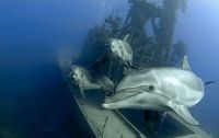 Trek.Today search results: Chuuk Lagoon, Chuuk State, Federated States of Micronesia, Pacific Ocean