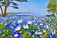 World & Travel: Hitachi Seaside Park, Hitachinaka, Ibaraki, Japan