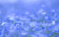 World & Travel: Hitachi Seaside Park, Hitachinaka, Ibaraki, Japan