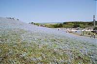 World & Travel: Hitachi Seaside Park, Hitachinaka, Ibaraki, Japan