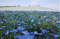 Trek.Today search results: Hitachi Seaside Park, Hitachinaka, Ibaraki, Japan