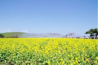 World & Travel: Hitachi Seaside Park, Hitachinaka, Ibaraki, Japan