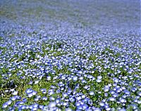 World & Travel: Hitachi Seaside Park, Hitachinaka, Ibaraki, Japan