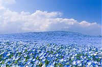 Hitachi Seaside Park, Hitachinaka, Ibaraki, Japan