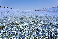 World & Travel: Hitachi Seaside Park, Hitachinaka, Ibaraki, Japan