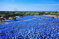 Hitachi Seaside Park, Hitachinaka, Ibaraki, Japan