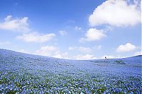 Hitachi Seaside Park, Hitachinaka, Ibaraki, Japan