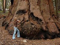 President tree, Giant Forest, Sequoia National Park, Visalia, California, United States