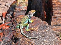 World & Travel: Petrified Forest National Park, Navajo, Apache, Arizona, United States