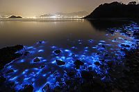 World & Travel: Bioluminescent phytoplankton, Hong Kong, China