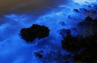 Trek.Today search results: Bioluminescent phytoplankton, Hong Kong, China