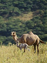 Salalah, Dhofar province, Oman