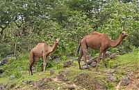 Trek.Today search results: Salalah, Dhofar province, Oman