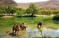 Salalah, Dhofar province, Oman