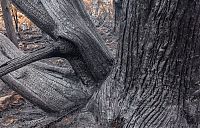 Tasmania island fire, Commonwealth of Australia, South Pacific Ocean