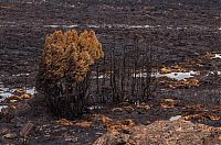 World & Travel: Tasmania island fire, Commonwealth of Australia, South Pacific Ocean