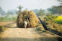 Trek.Today search results: Life in Pakistan