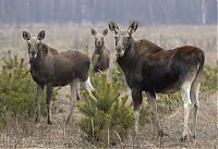 World & Travel: Chernobyl Nuclear Power Plant exclusion zone, Pripyat, Ivankiv Raion, Ukraine