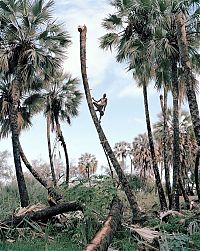 Palm wine toddy collectors at work, Democratic Republic of the Congo, Africa