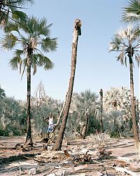 World & Travel: Palm wine toddy collectors at work, Democratic Republic of the Congo, Africa