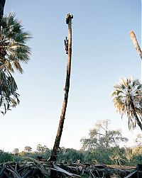 World & Travel: Palm wine toddy collectors at work, Democratic Republic of the Congo, Africa