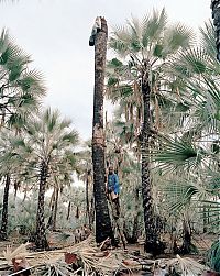 Palm wine toddy collectors at work, Democratic Republic of the Congo, Africa