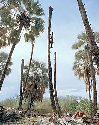 Trek.Today search results: Palm wine toddy collectors at work, Democratic Republic of the Congo, Africa