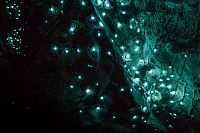 World & Travel: Waitomo Glowworm Caves, Waitomo, North Island, New Zealand