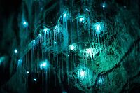 Waitomo Glowworm Caves, Waitomo, North Island, New Zealand