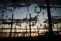 Greenhouse structures, Almería, Andalucía, Spain