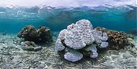 World & Travel: Coral reefs, Okinawa Islands, Japan