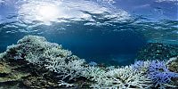 Coral reefs, Okinawa Islands, Japan