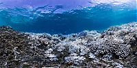 Coral reefs, Okinawa Islands, Japan