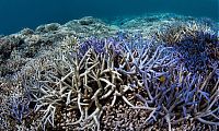 Coral reefs, Okinawa Islands, Japan